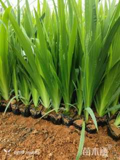 30厘米蓝花鸢尾