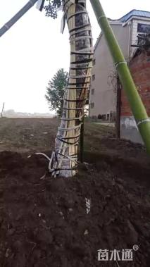 高度380厘米黄杨