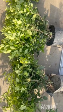 100公分(6杆)丛生榔榆