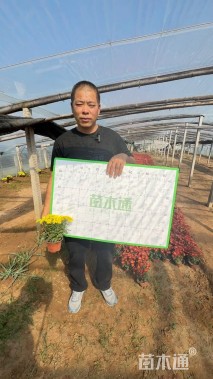 高度30厘米国庆菊