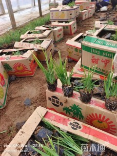 高度15厘米马莲