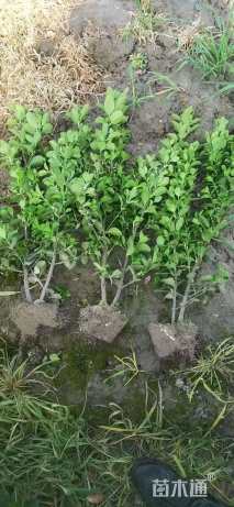 高度80厘米大叶黄杨