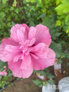 高度100厘米重瓣木槿