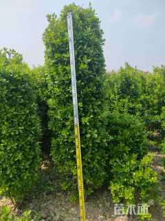 高度150厘米大叶黄杨柱