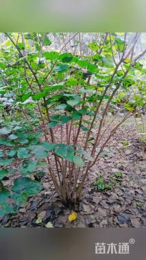 高度300厘米丛生紫荆