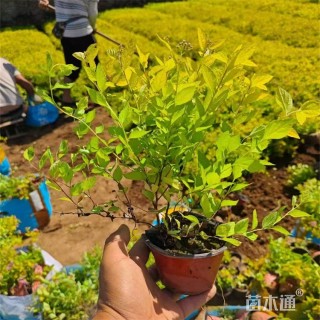 高度30厘米金焰绣线菊