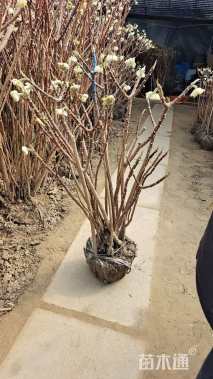 高度80厘米结香