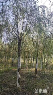 15公分金丝垂柳