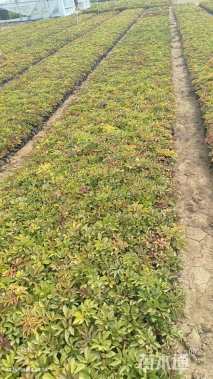 高度15厘米芍药