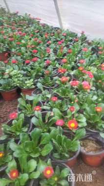 高度10厘米雏菊