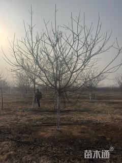 15公分超级速生樱花