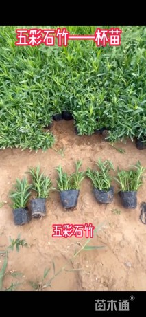 高度10厘米石竹