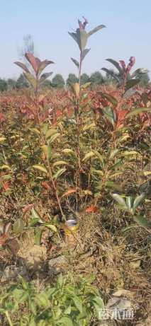 高度50厘米红叶石楠小苗