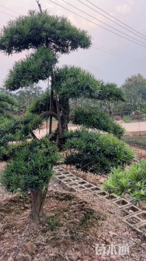 移栽苗造型罗汉松
