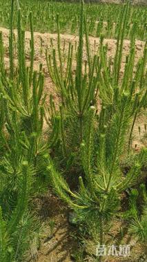 高度150厘米黑松小苗