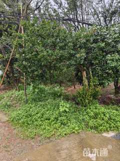 15公分造型红梅