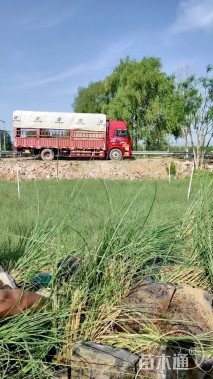 高度90厘米细叶芒