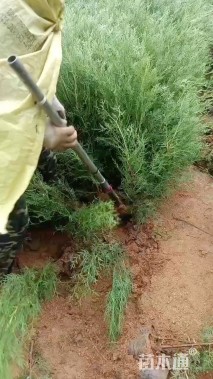 高度60厘米侧柏