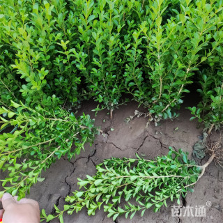 高度120厘米瓜子黄杨