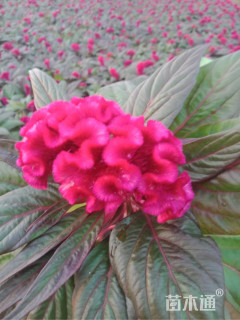 高度25厘米鸡冠花