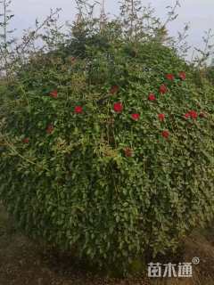 冠幅1.5厘米月季花球