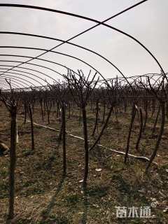 高度20厘米月季