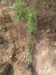 高度100厘米金露梅