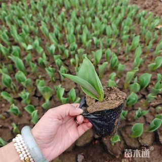 高度7厘米郁金香