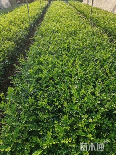 高度20厘米七里香