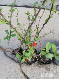 高度40厘米倭海棠