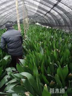 高度10厘米一叶兰