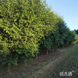 15公分菊花碧桃