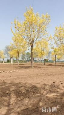 25公分黄金槐
