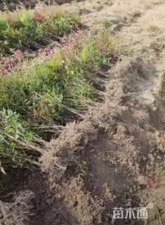 高度45厘米南天竹