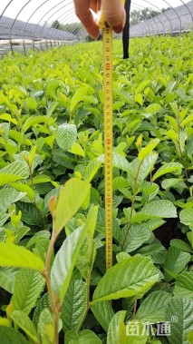 0.02公分川滇桤木