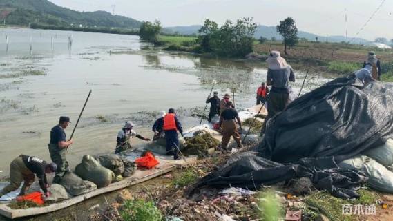 高度20厘米蓝花鸢尾