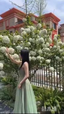 高度200厘米中华木绣球