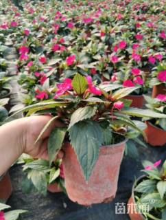 凤仙花