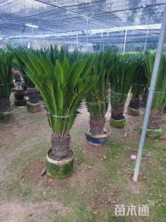 裸干高50厘米苏铁