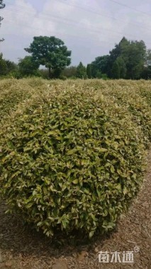 冠幅120厘米金边胡颓子球