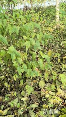 高度150厘米棣棠