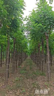 12公分嫁接香花槐