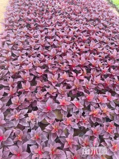 高度15厘米鸡冠花