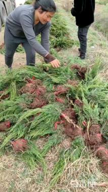 高度100厘米龙柏