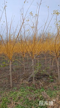 6公分矮接金枝槐