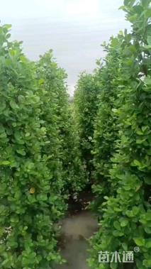 高度200厘米火山榕