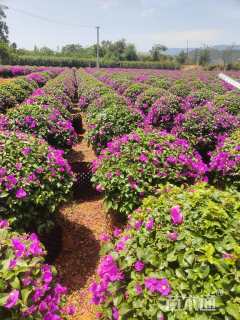 冠幅80厘米三角梅球