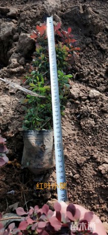 高度25厘米红叶小檗小苗