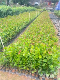 高度20厘米油茶