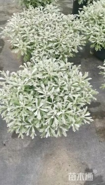 高度30厘米芙蓉菊